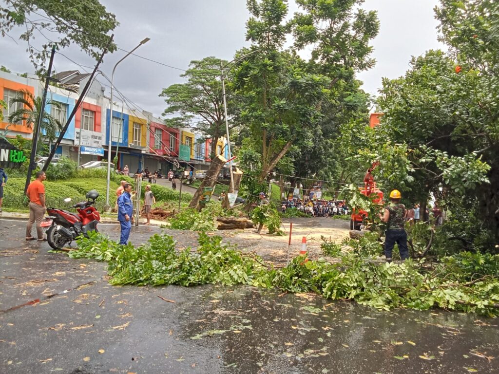 Pohon Tumbang Timpa Tiang Listrik, Arus Lalu Lintas di Sambiroto Sempat Macet